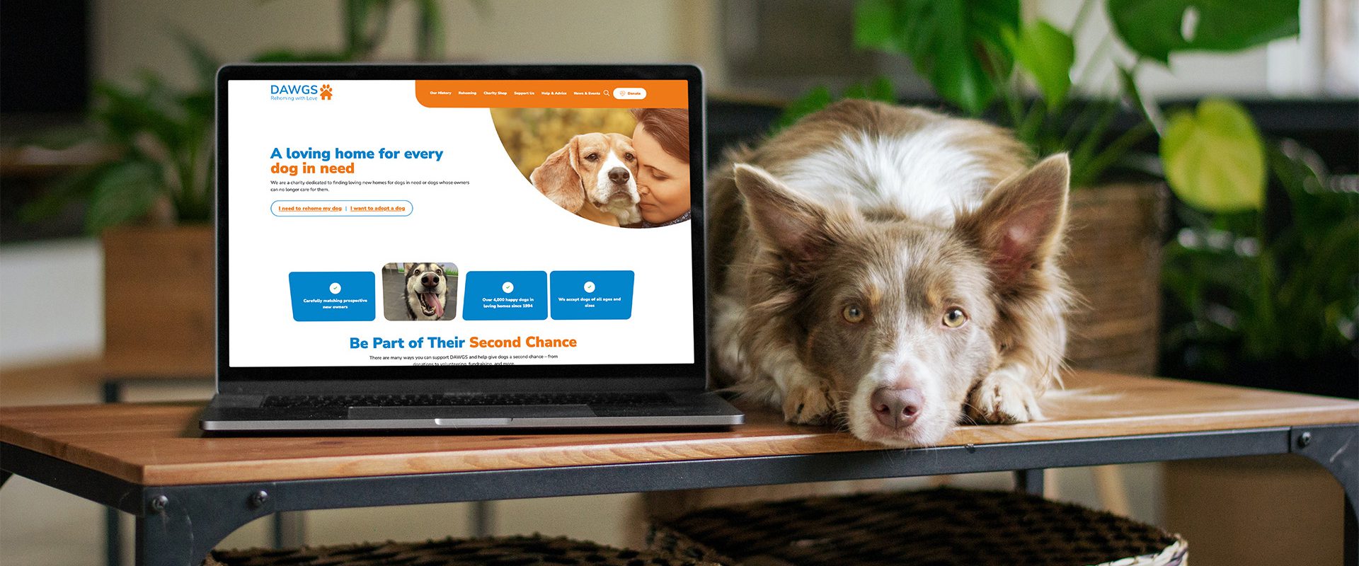 Example page from the Dog Action Working Group website displayed on a laptop with a dog laying next to the laptop