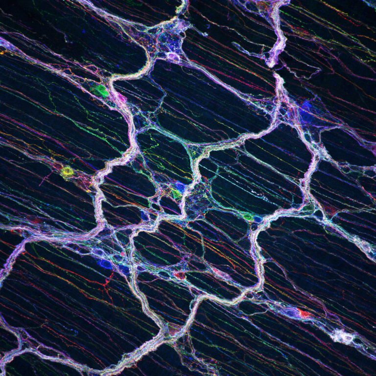 Image Competition 2025 - BSCB