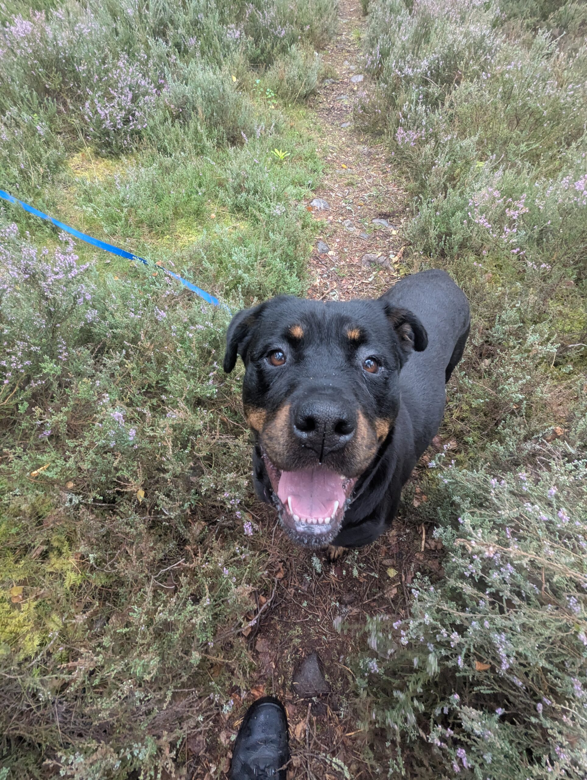 Holly, a 5 years old female Rottweiler available for adoption from DAWGS in Scotland