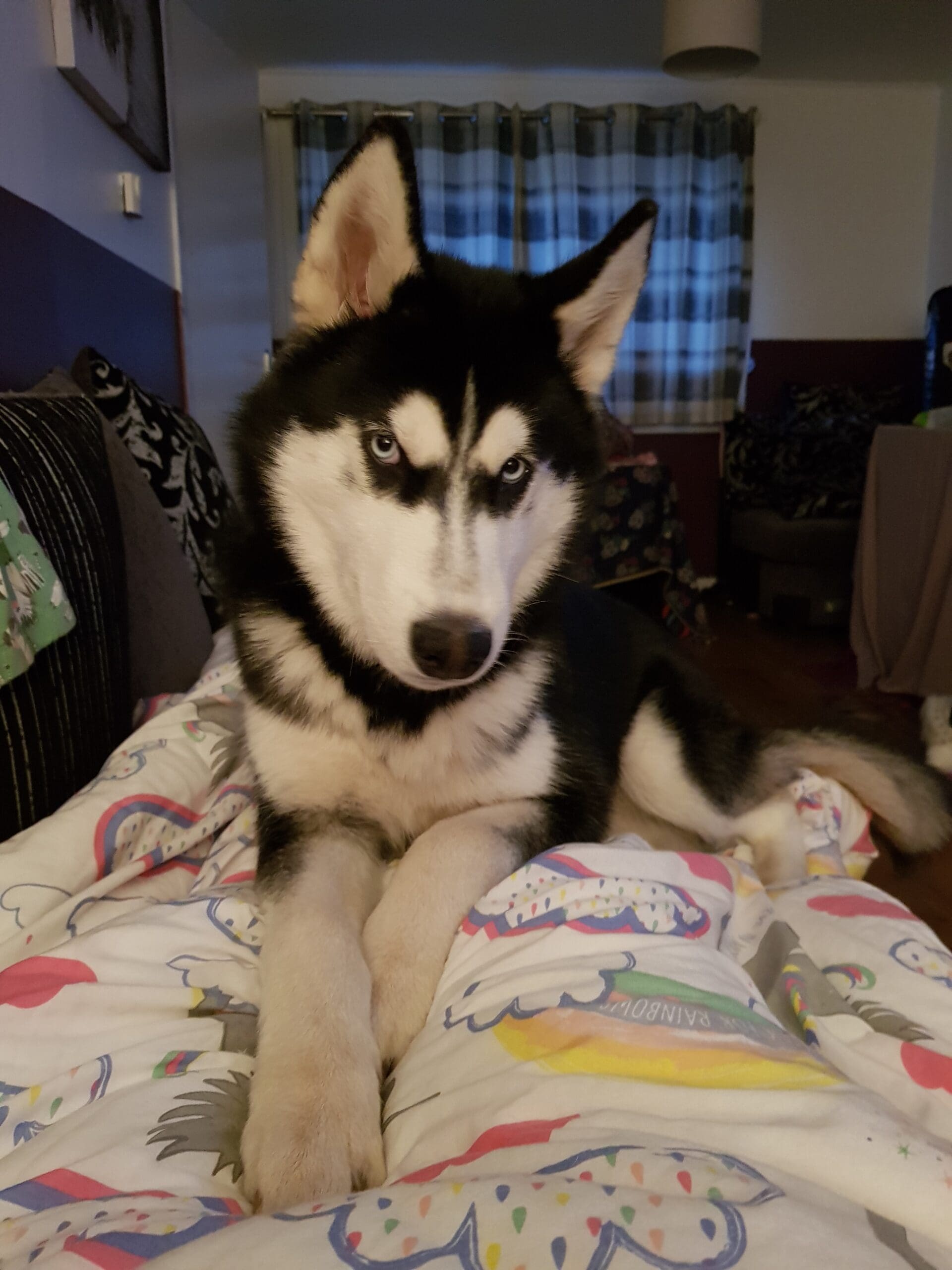 Charlie, a 7 years old male Siberian Husky available for adoption from DAWGS in Alford, Scotland