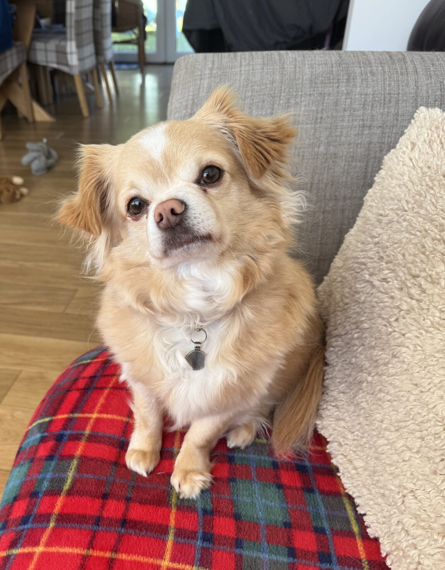 Winston, a 5 years old male Unknown available for adoption from DAWGS in Scotland