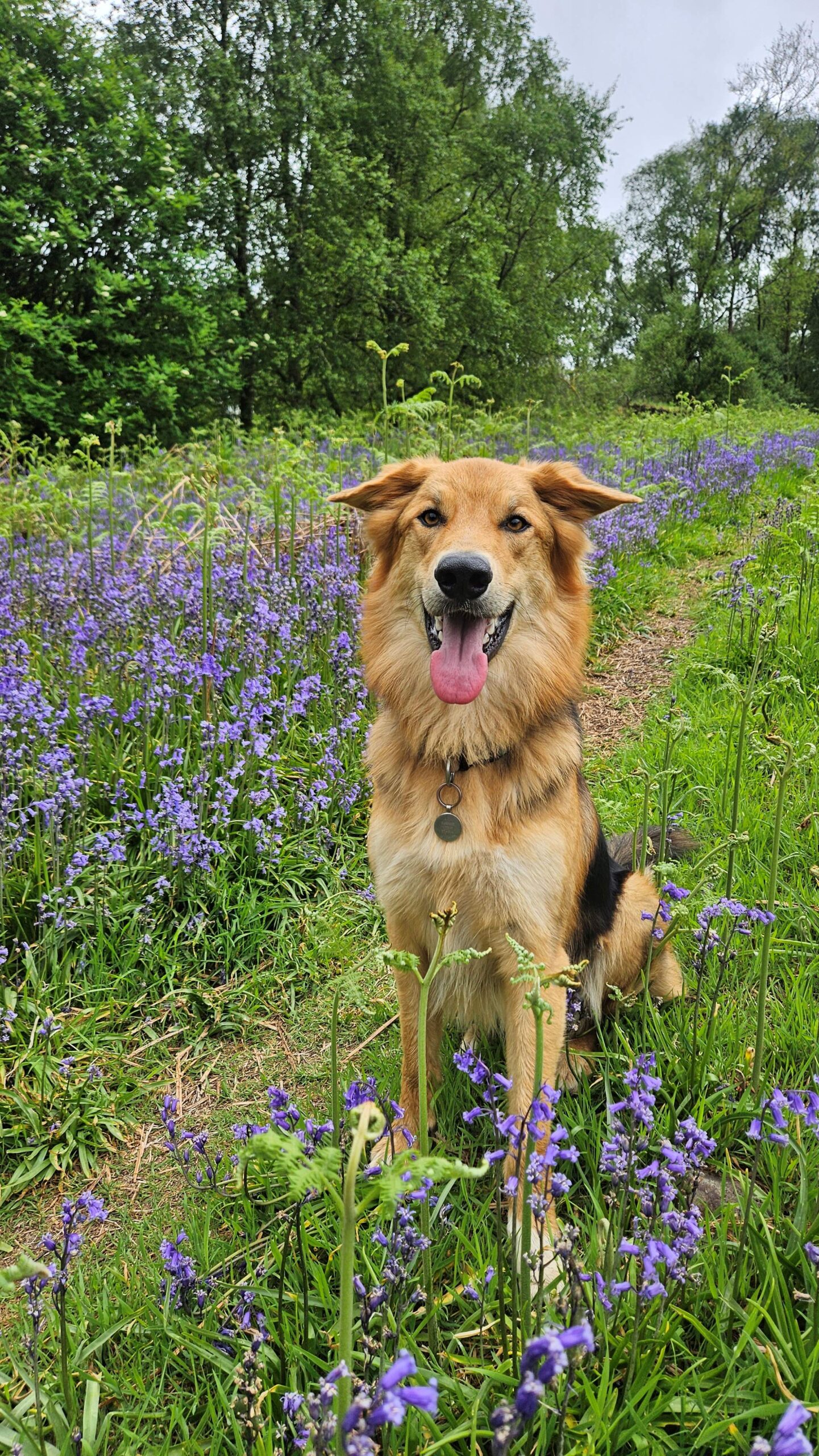 Munro, a 2 years old male German Shepherd x Collie available for adoption from DAWGS in Scotland