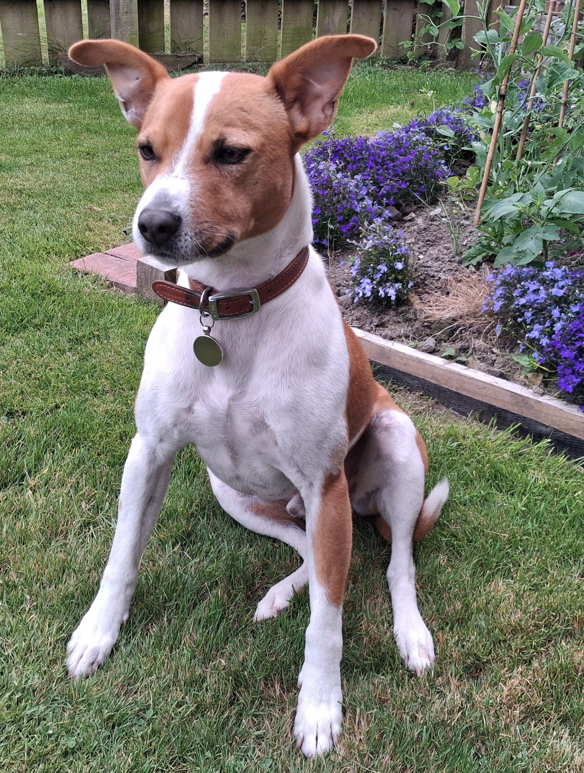 Rocky, a 6 years old male Podenco X available for adoption from DAWGS in Scotland