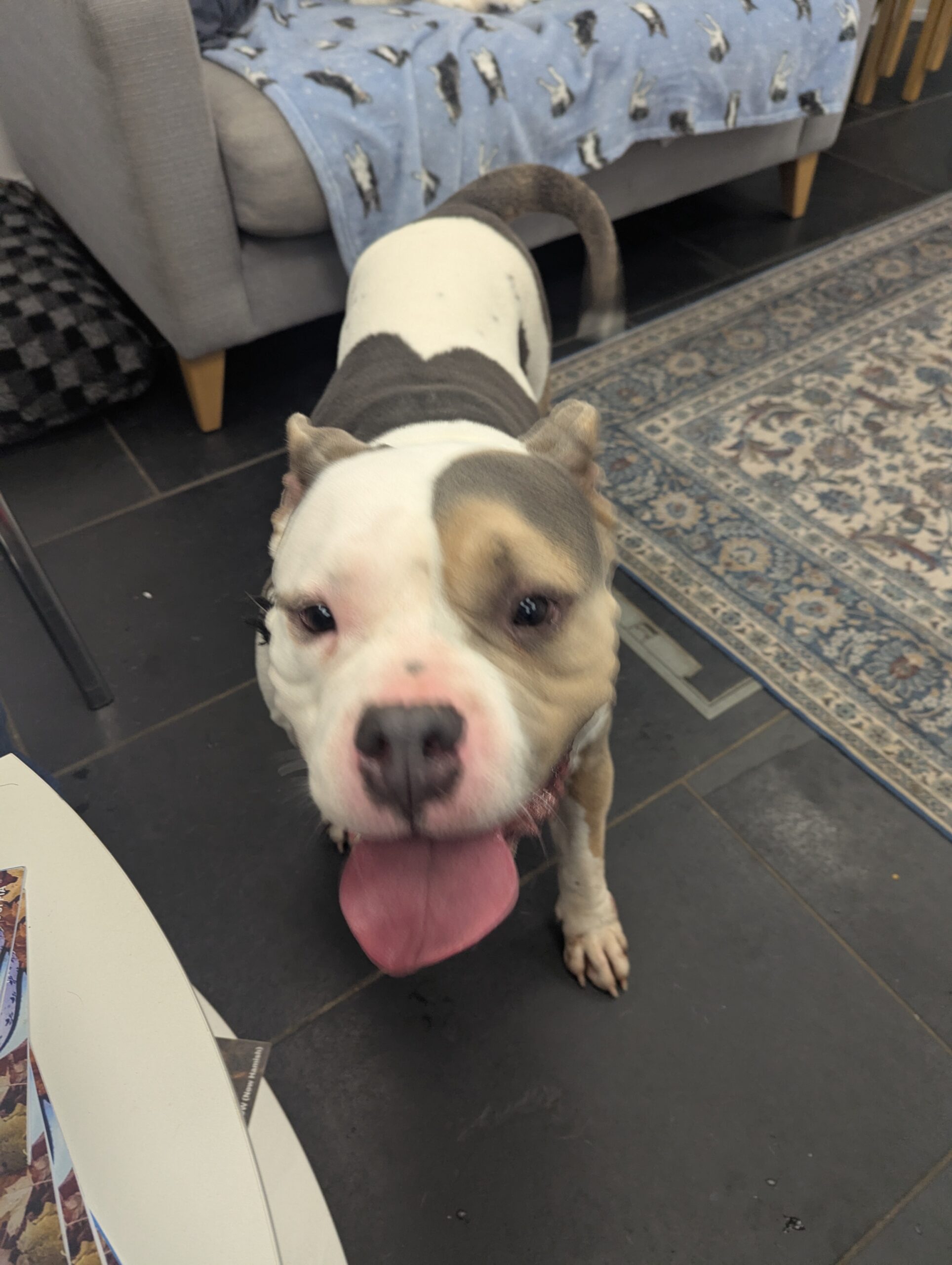 Ivy, a 5 years old female American Bulldog available for adoption from DAWGS in Scotland