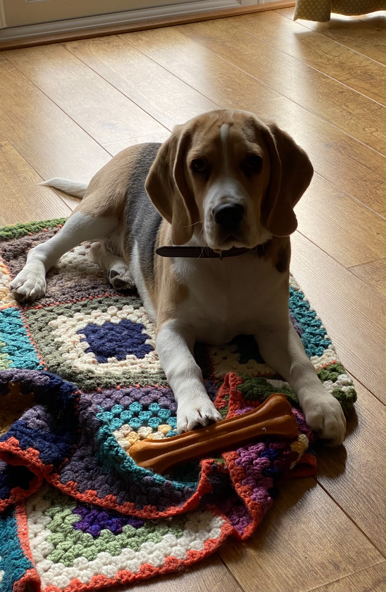 Fergie, a 4 years old male Beagle available for adoption from DAWGS in Scotland