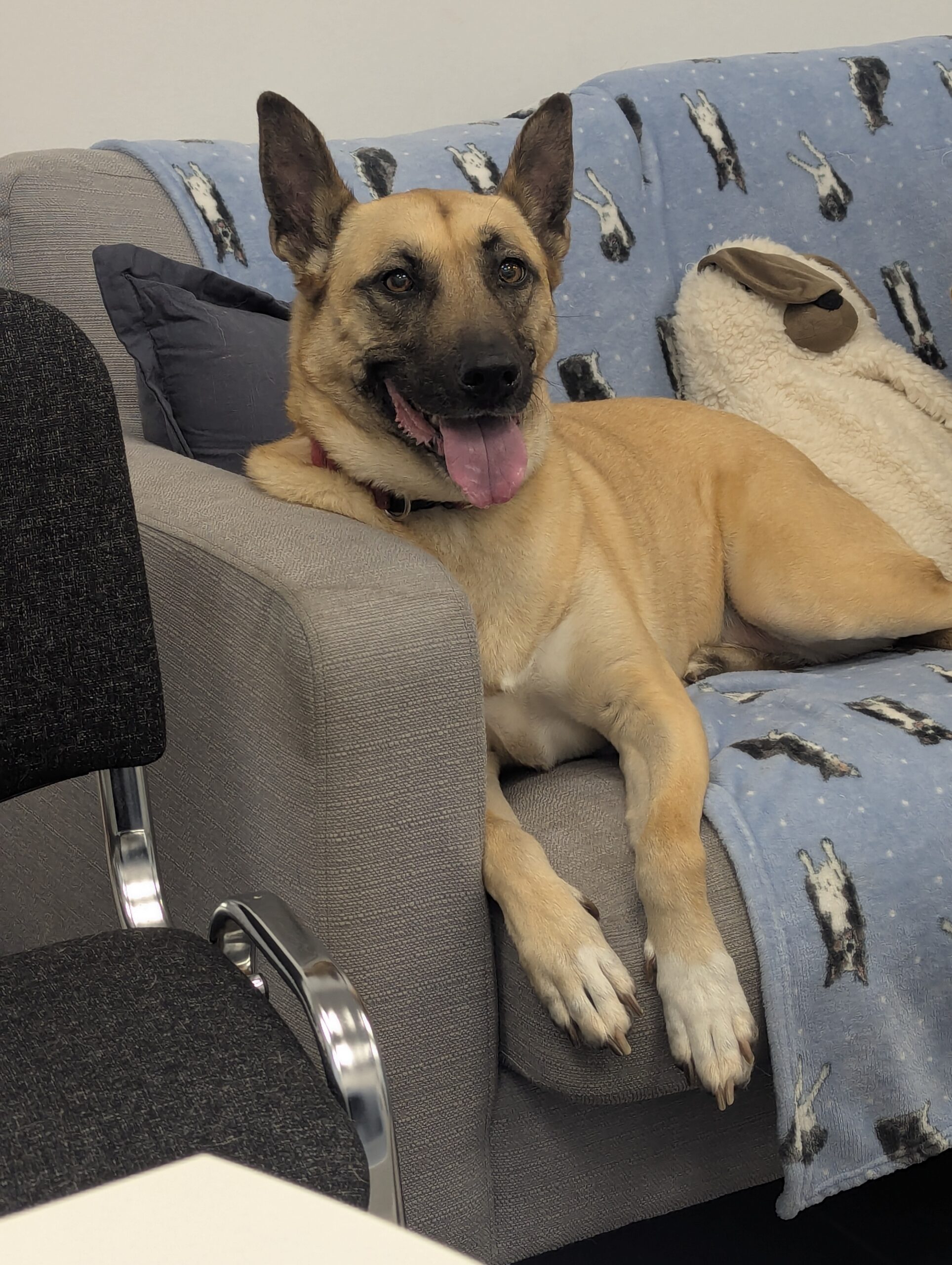 Ness, a 8 years old female Belgian Shepherd X available for adoption from DAWGS in Scotland