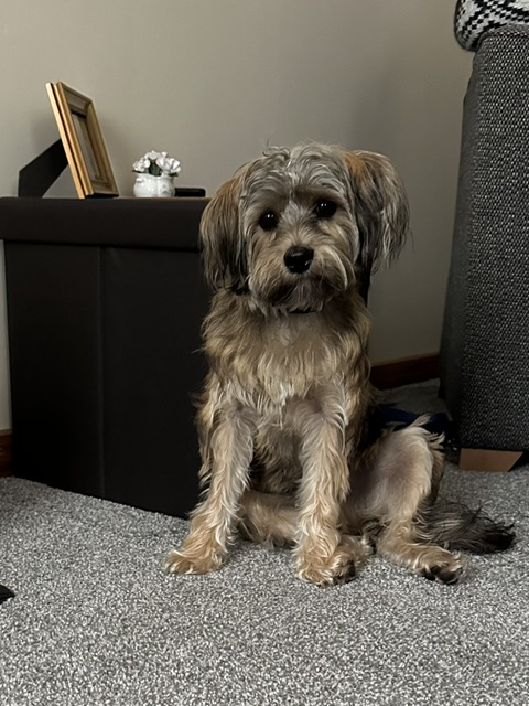 Bruno, a 10 months old male Jack Russell Terrier X available for adoption from DAWGS in Scotland