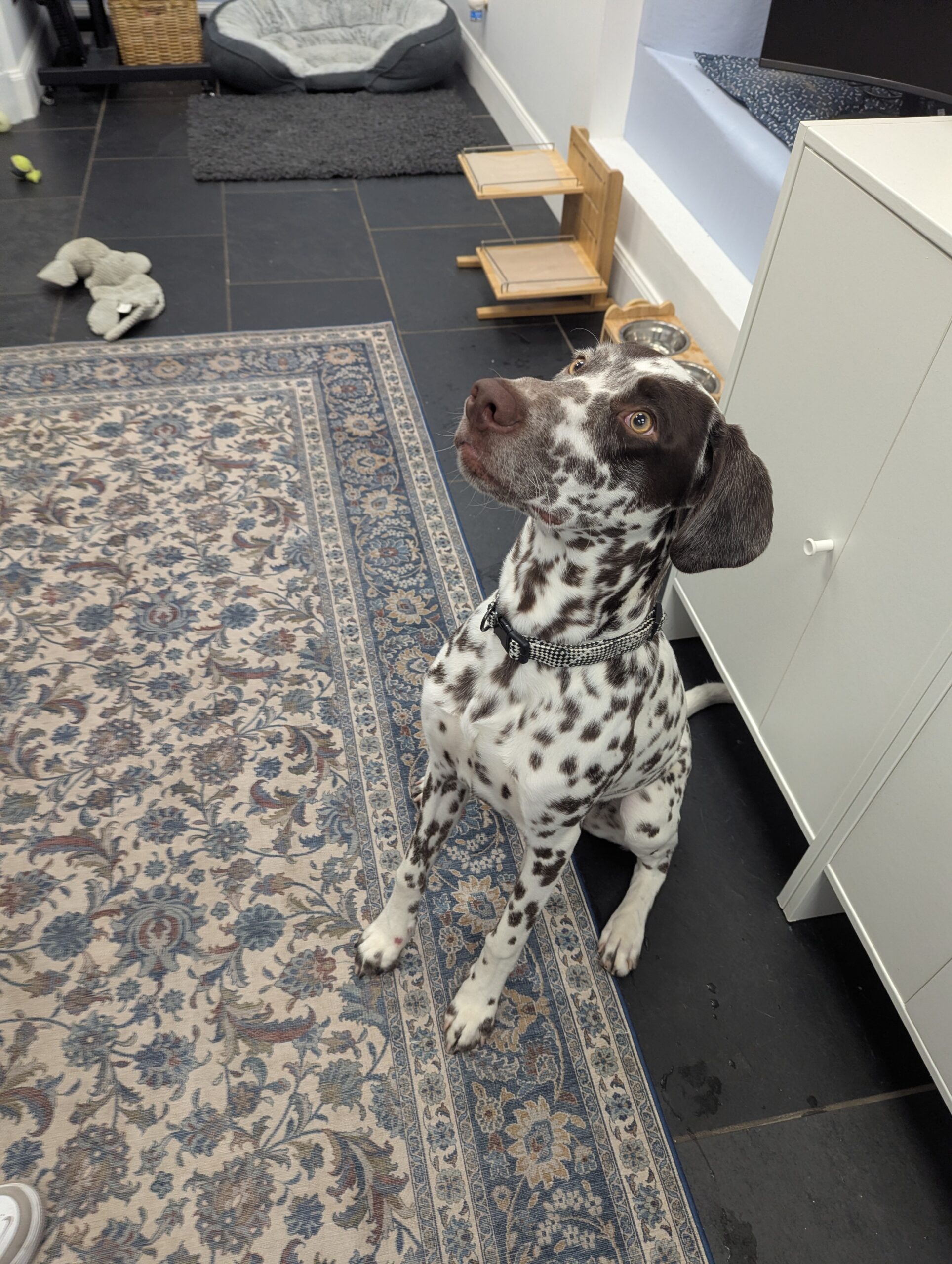 Quattro, a 7 months old male Dalmatian available for adoption from DAWGS in Scotland