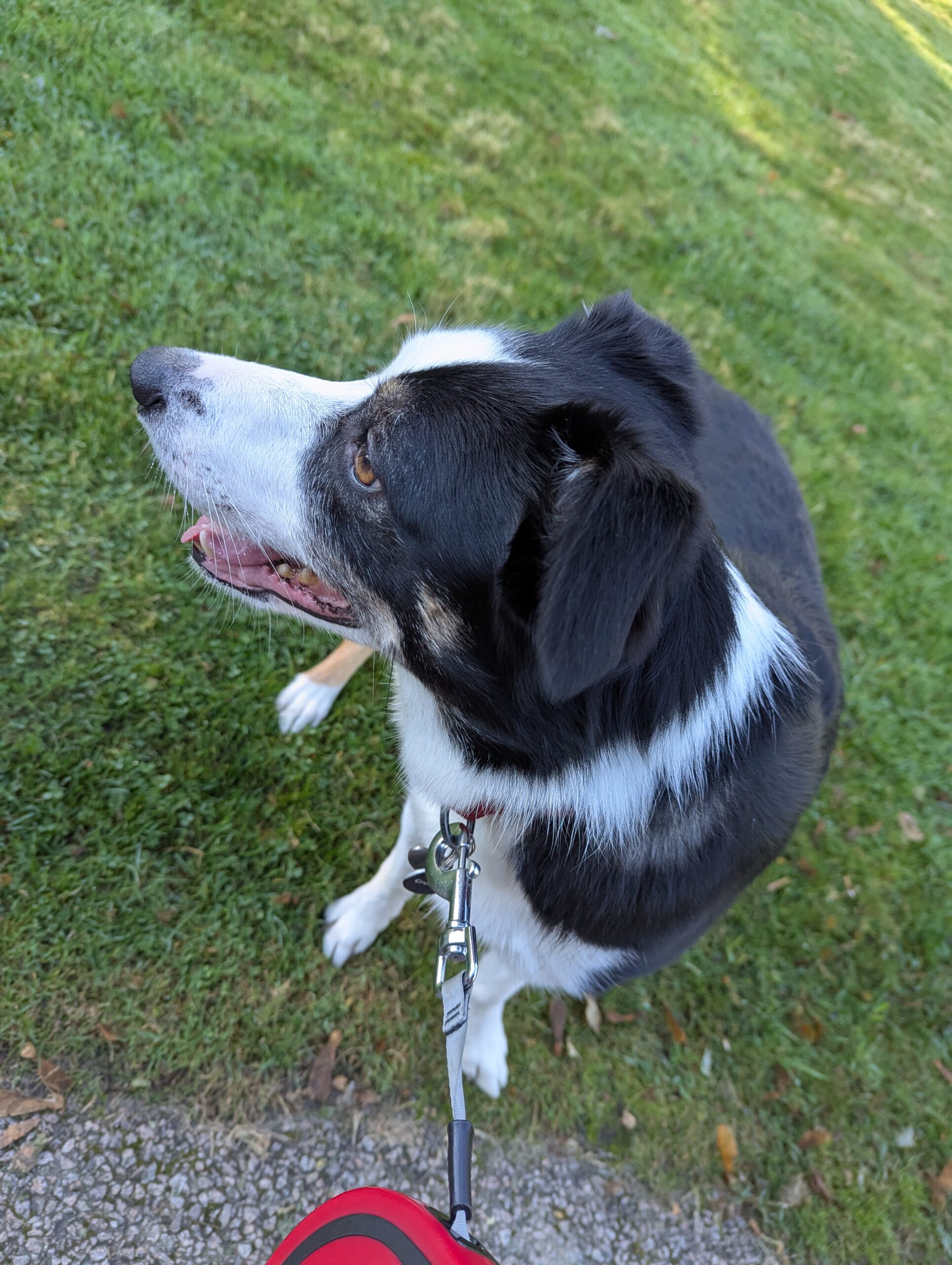 Winnie, a 3 years old female Border Collie available for adoption from DAWGS in Scotland