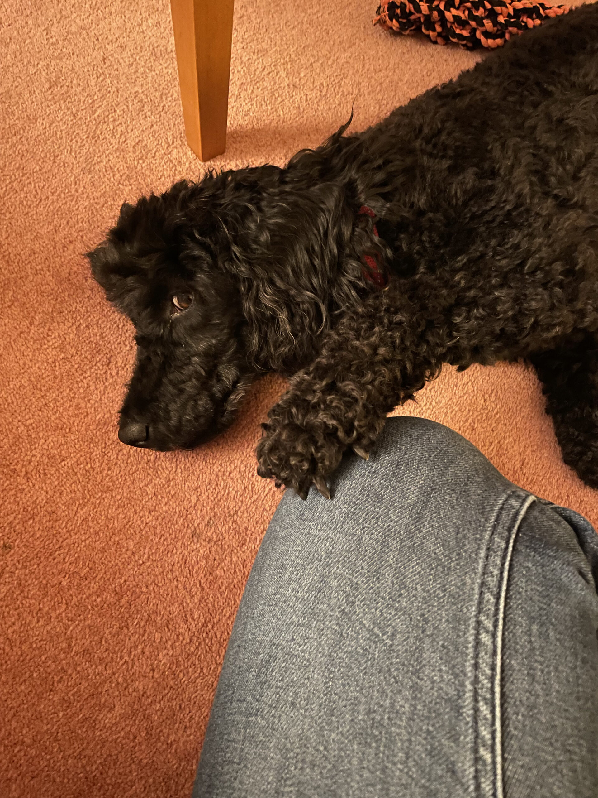 Cuillin, a 7 years old male Miniature Poodle available for adoption from DAWGS in Scotland