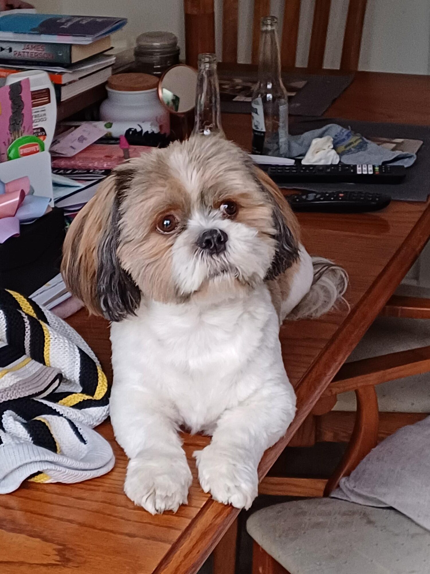 Soze, a 6 years old male Lhasa Apso available for adoption from DAWGS in Scotland