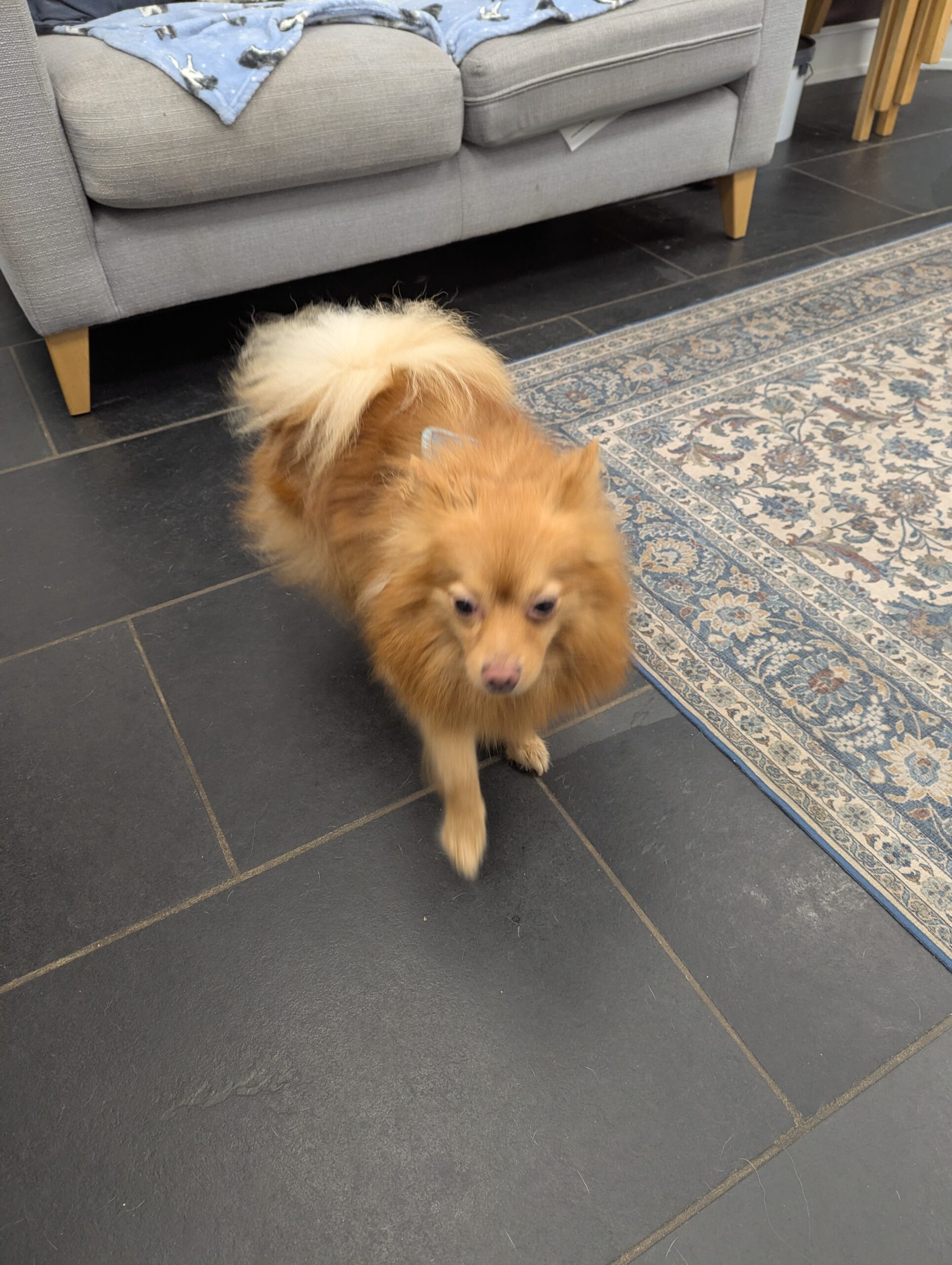 Frankie, a 3 years old male Pomeranian available for adoption from DAWGS in Scotland