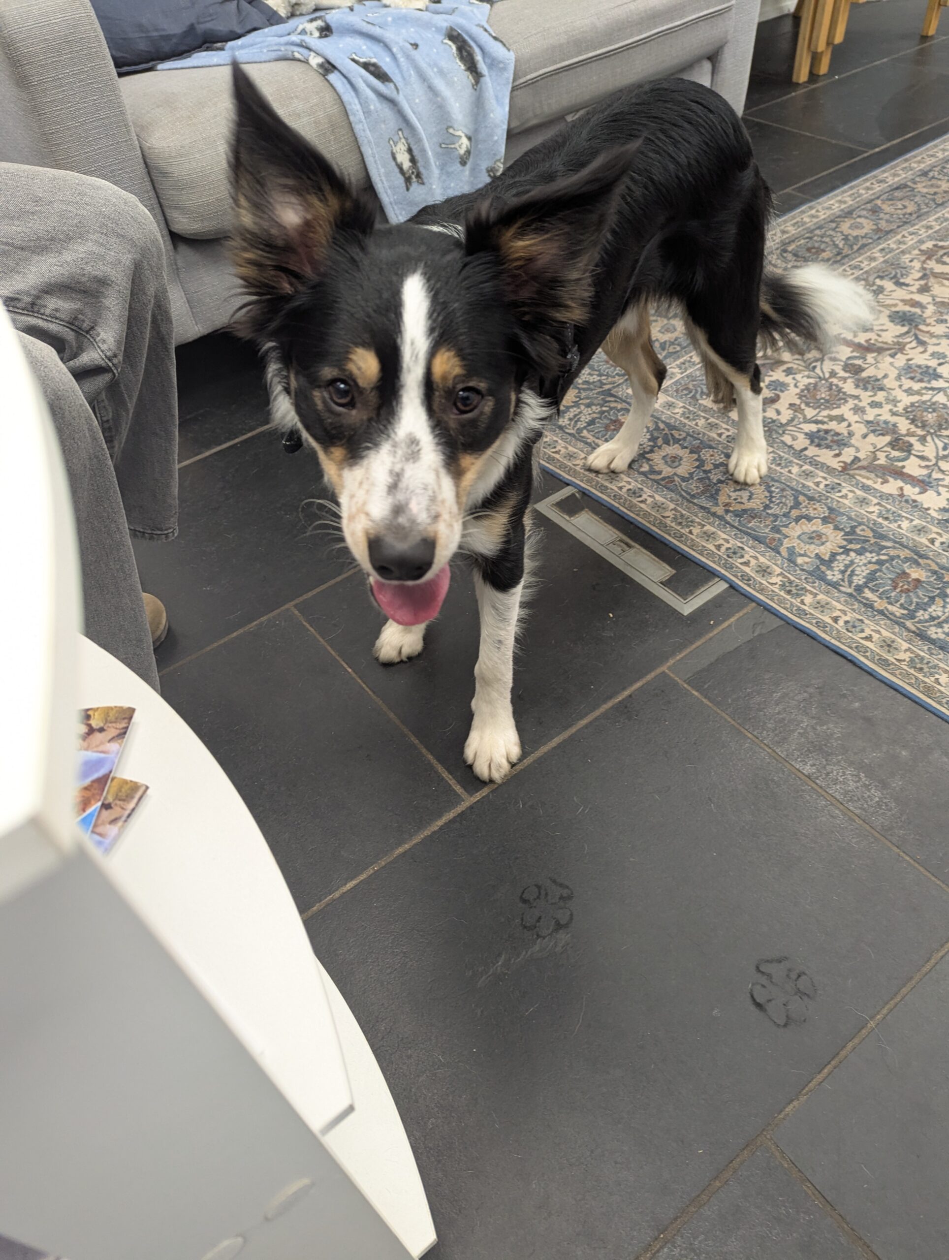 Winston, a 9 months old male Border Collie available for adoption from DAWGS in Scotland