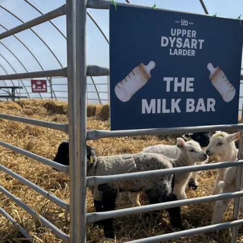 Several young lambs stand in a metal-fenced pen filled with straw bedding. A blue sign hanging from the fence reads "Upper Dysart Larder - The Milk Bar" and features two illustrations of baby bottles. The pen is located inside a curved, open-sided farm structure under a clear sky.