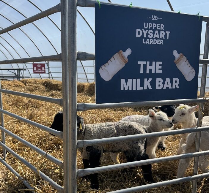 Several young lambs stand in a metal-fenced pen filled with straw bedding. A blue sign hanging from the fence reads "Upper Dysart Larder - The Milk Bar" and features two illustrations of baby bottles. The pen is located inside a curved, open-sided farm structure under a clear sky.