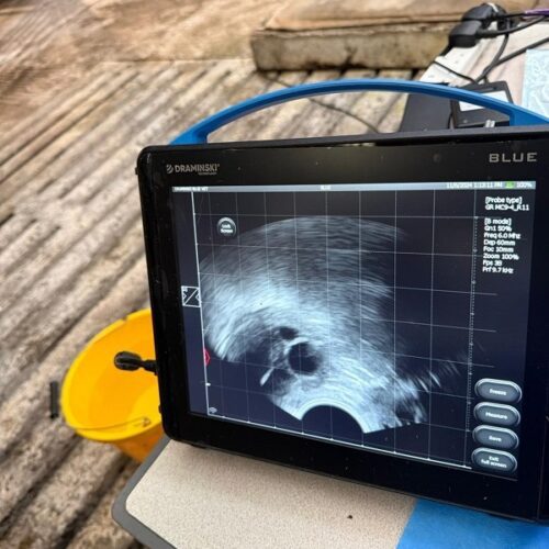 A close-up view of a portable ultrasound monitor, likely being used by a veterinarian on a farm. The screen displays a black-and-white sonogram image showing internal structures, possibly for pregnancy or diagnostic testing. In the background, a yellow bucket sits on a textured concrete or wooden floor, and various cables are visible near the device.