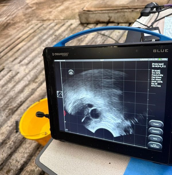 A close-up view of a portable ultrasound monitor, likely being used by a veterinarian on a farm. The screen displays a black-and-white sonogram image showing internal structures, possibly for pregnancy or diagnostic testing. In the background, a yellow bucket sits on a textured concrete or wooden floor, and various cables are visible near the device.