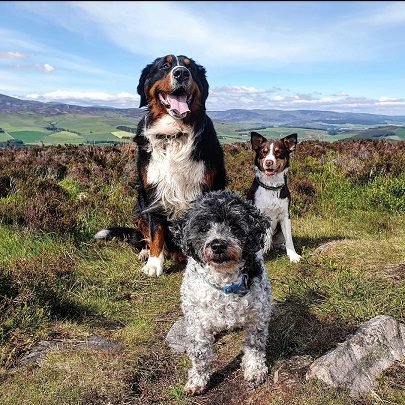 Three dogs—a Bernese Mountain Dog, a Border Collie, and a small curly-haired crossbreed—pose together on a grassy, heather-covered hilltop at the Caterthuns in Angus. The background features a vast, sunlit panoramic view of the rolling green hills and valleys of the Scottish countryside under a blue sky with light clouds.