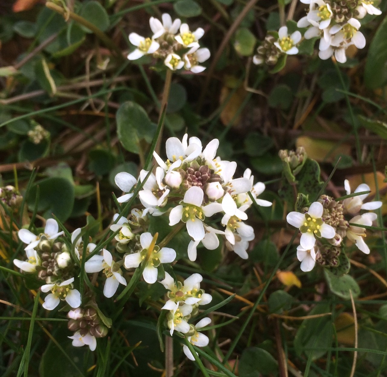 Wild Plant Stories Scurvygrass