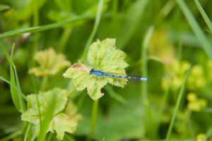Dragonfly spotted in Coul Den