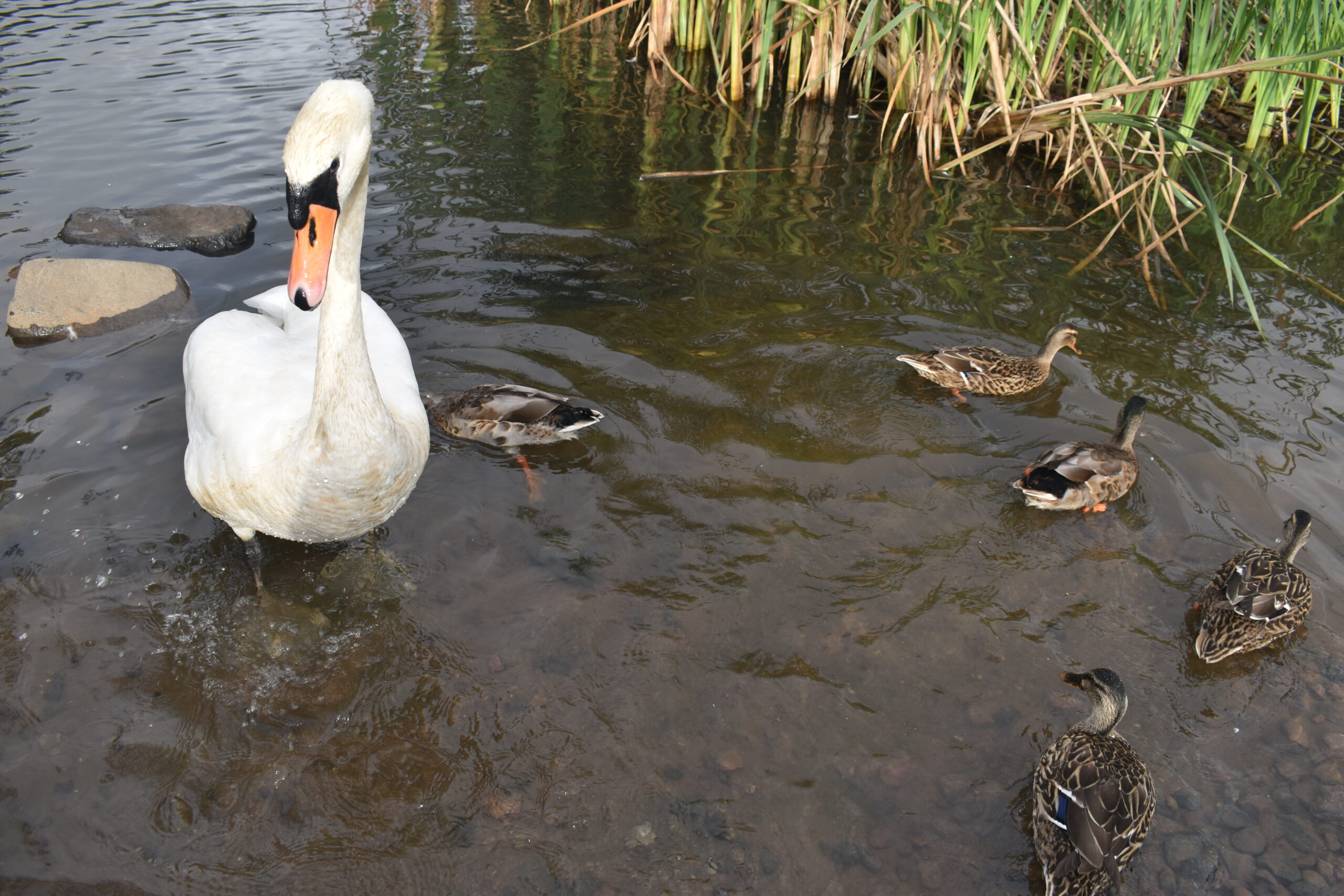 coul-den-swans-ducks