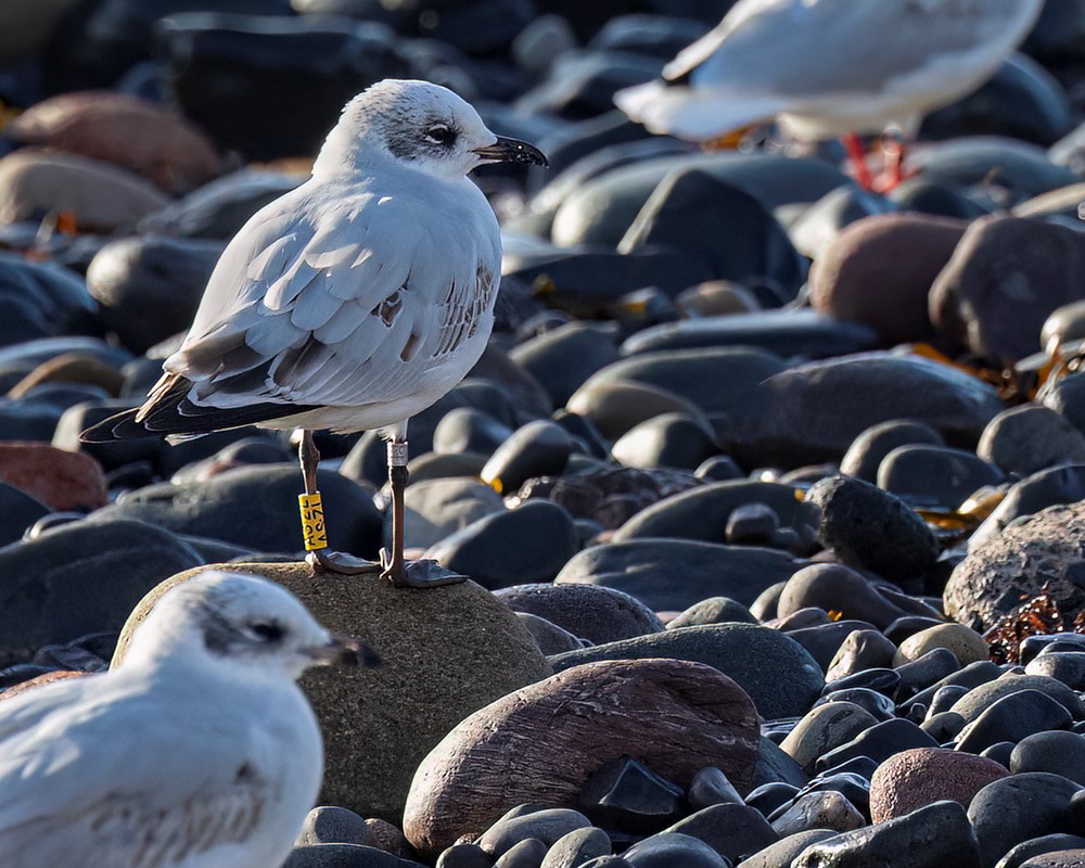 Fife friends count record numbers of Mediterranean Gulls Fife Coast Fife friends count record numbers of Mediterranean Gulls Fife Coast
