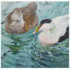 eider ducks eider ducks