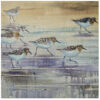 sanderlings sanderlings