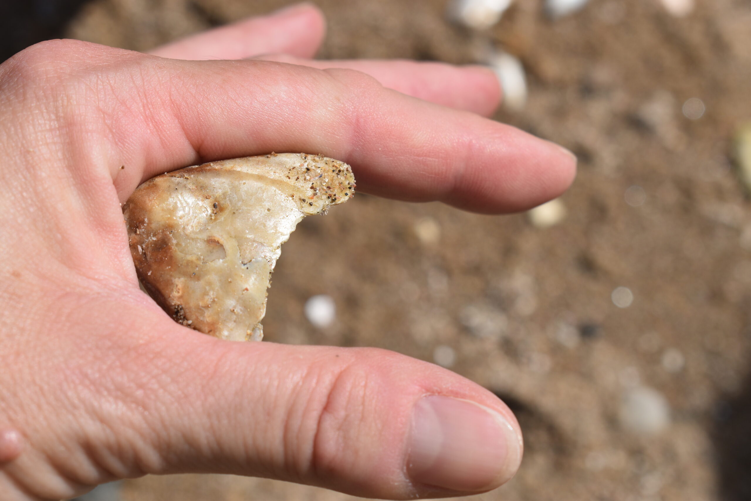 forth-river-restoration-oysters
