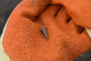 needle-whelk