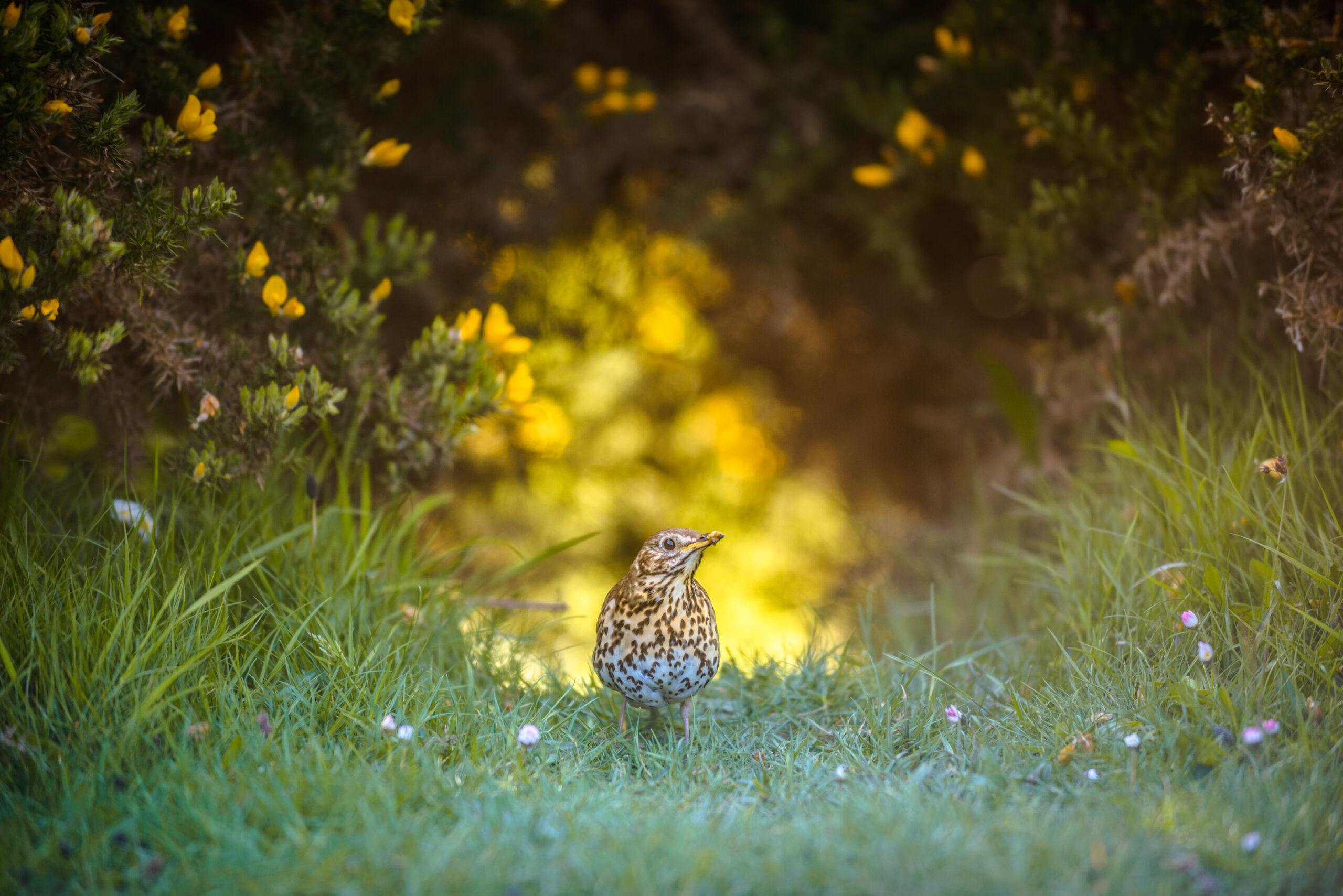 Summer Wildlife Walk in Rosyth