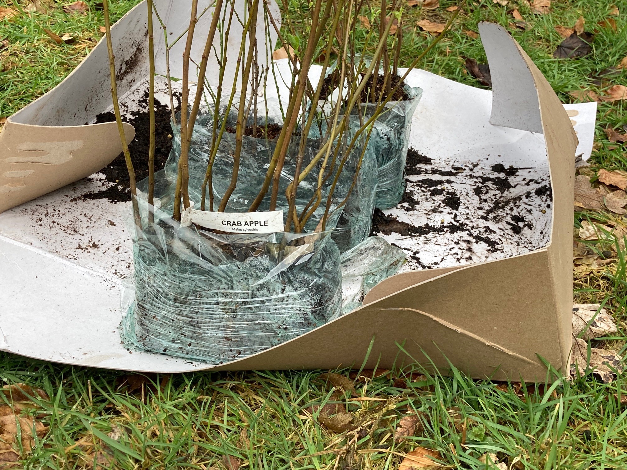 Community Tree Planting in Dunfermline