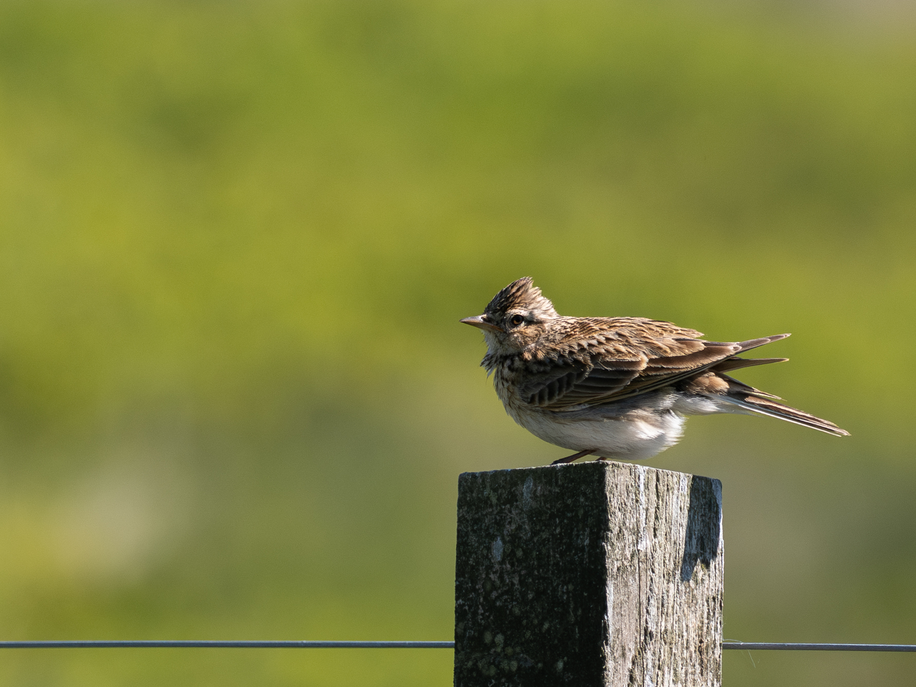 Bringing Back the Moorland Bird Survey in Fife’s Lomond Hills