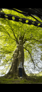 fife-climate-forest-photo-comp-aberdour