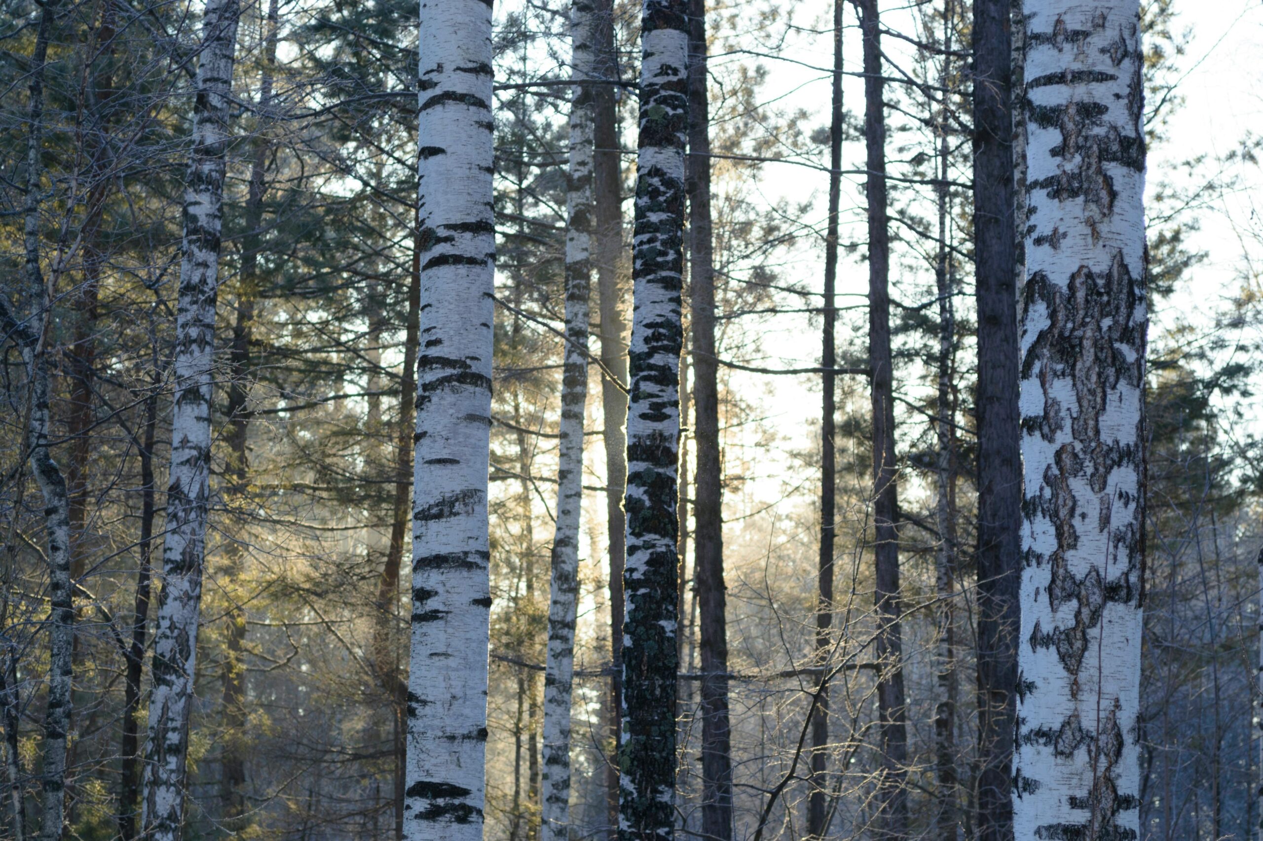 Winter Tree ID with Gaelic and Scots Names (Online)