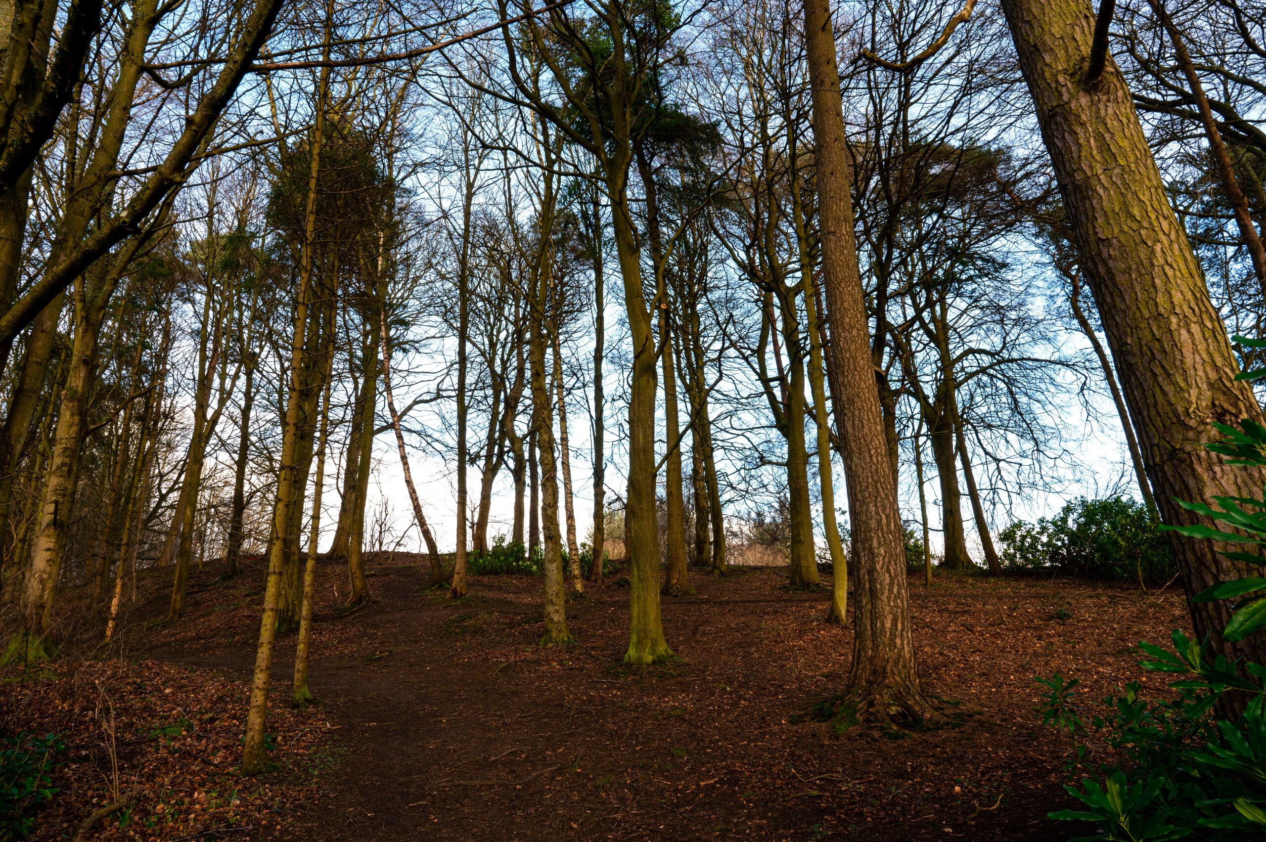 Scottish Tree Folklore (Online)