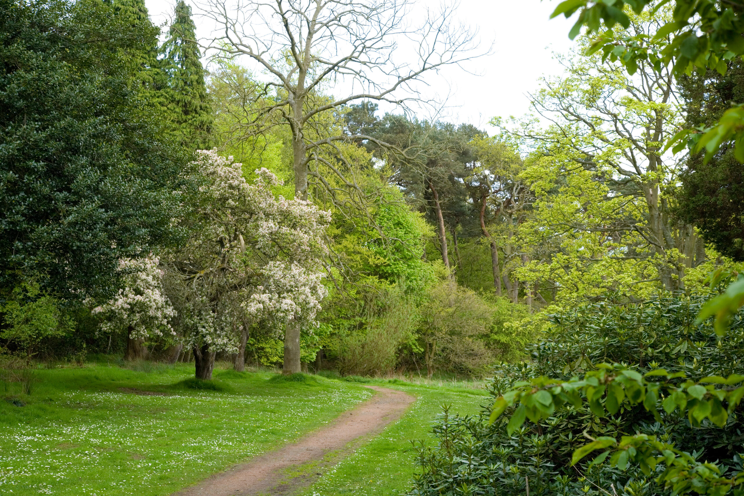 Fife Trees Count: Join the Survey
