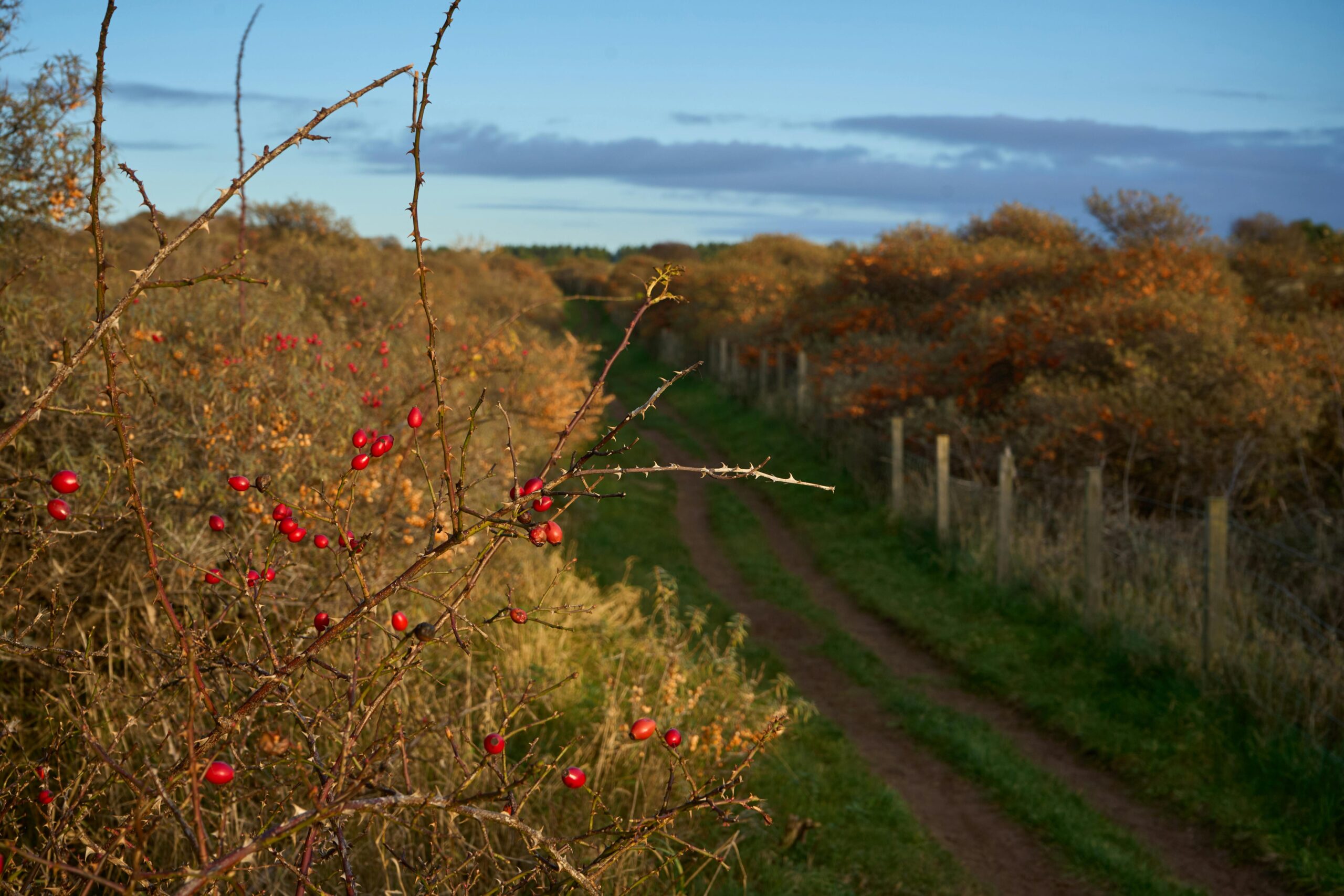 Working Land, Working Trees