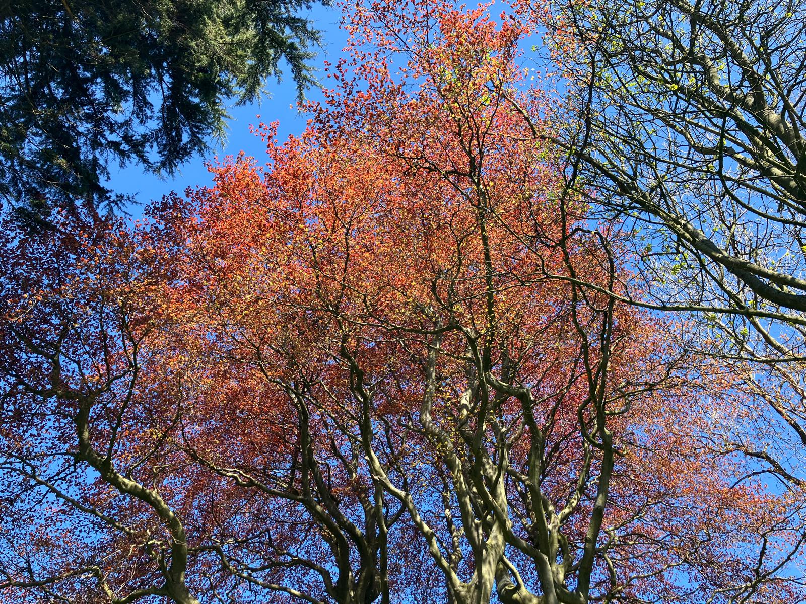 Fife Trees Count: Join the Survey