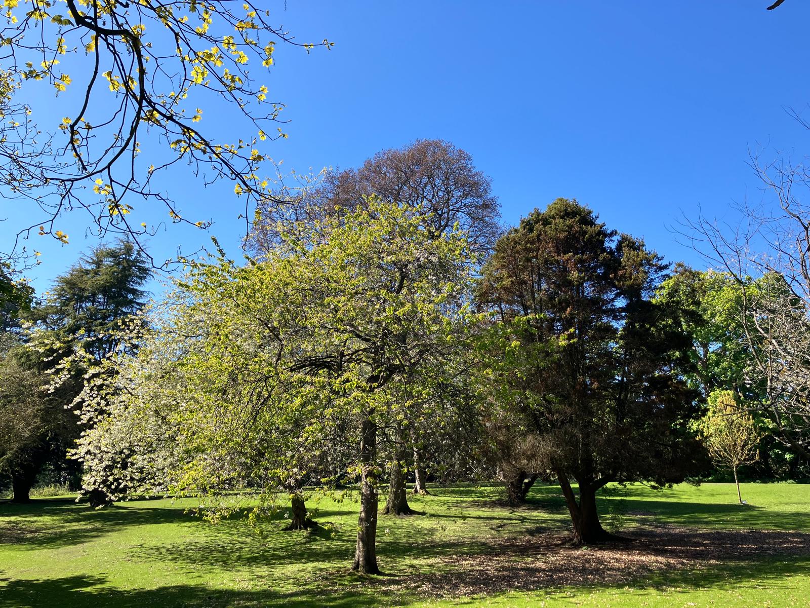 Get to Know Your Trees: Sensory Session & Summer Picnic at Ravenscraig Park