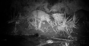 otter-at-coul-den