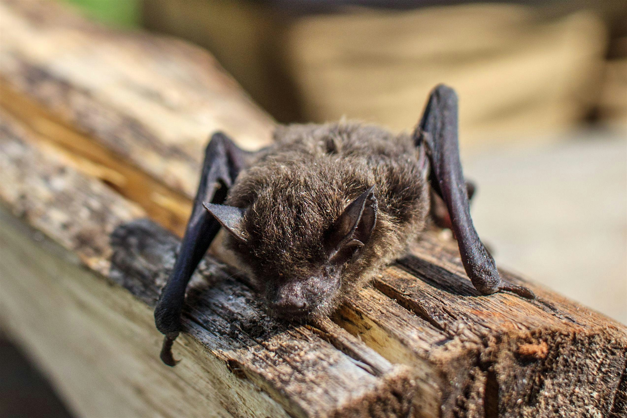 Bat Walk at Pitcairn Centre & Coul Den Local Nature Reserve