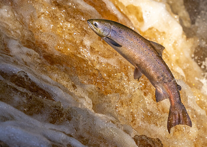Atlantic Salmon leaping upstream during Salmon Run, UK