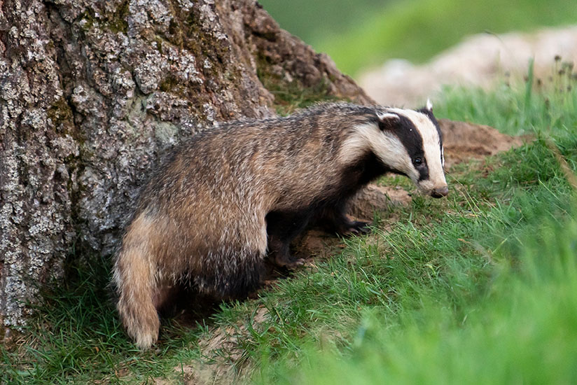 European badger (Meles meles) in a grass in a woodland, Scotland