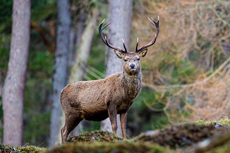 Deer in Scotland