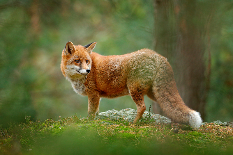 Foxes in Angus, Scotland