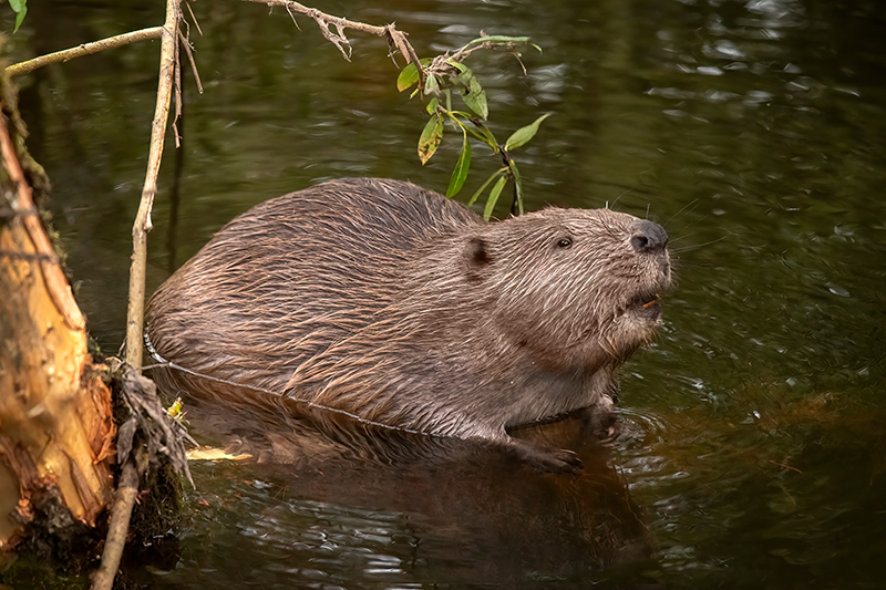 A Beaver in a river, close up in Scotland