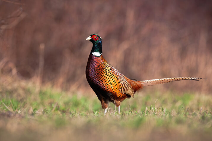 Common pheasant standing on meadow in springtime nature