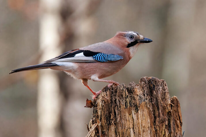 Eichelhäher (Garrulus glandarius)