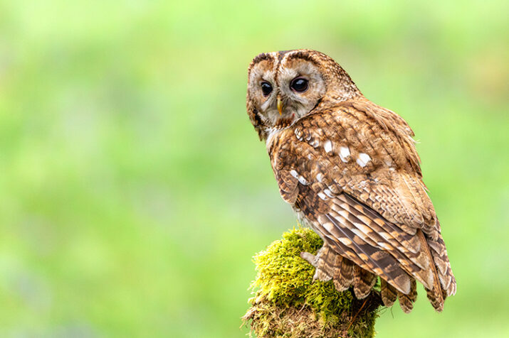 Tawny Owl perched on an old, moss covered tree stump with soft b